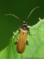 Rhagonycha nigripes