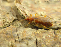 Obrium brunneum
