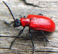 Lilioceris lilii - Lily Beetle