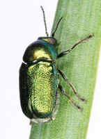 Cryptocephalus sericeus