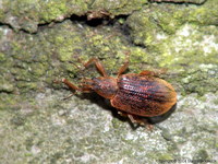 Polydrusus mollis
