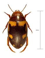Platambus lunulatus