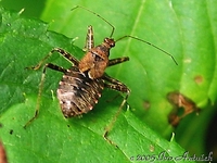 Himacerus apterus