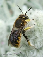 Anthidium manicatum - Wool Carder Bee