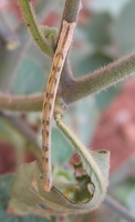 Scopula marginepunctata - Mullein Wave