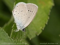 Cupido minimus - Little Blue