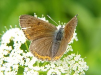 Lycaena hippothoe - Purple-edged Copper