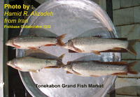 Barbus brachycephalus brachycephalus, Aral barbel: fisheries