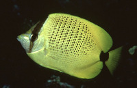 Chaetodon miliaris, Millet butterflyfish: aquarium