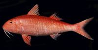 Mulloidichthys pfluegeri, Orange goatfish: fisheries, gamefish