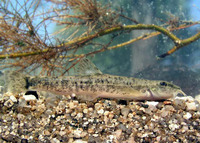 Barbatula barbatula, Stone loach: fisheries, aquarium, bait