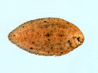 Brachirus muelleri, Tufted sole: