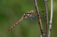 Sympetrum striolatum