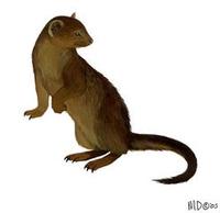 Image of: Helogale parvula (dwarf mongoose)