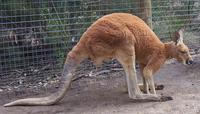 Image of: Macropus rufus (red kangaroo)