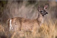 Image of: Odocoileus virginianus (white-tailed deer)