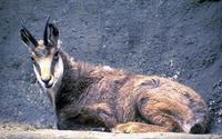 Image of: Rupicapra rupicapra (chamois)