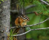 Image of: Tamias minimus (least chipmunk)