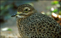 Burhinus capensis - Spotted Thick-knee