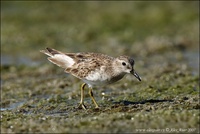 Calidris minutilla - Least Sandpiper