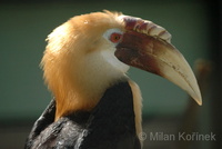 Rhyticeros plicatus - Blyth's Hornbill