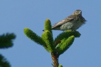 Anthus trivialis - Tree Pipit