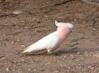 Cacatua leadbeateri - Pink Cockatoo