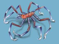 Image of: Anoplodactylus evansi