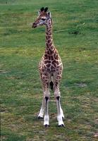 Giraffa camelopardalis rothschildi - Rothschild's Giraffe