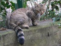 Felis silvestris silvestris - European Wildcat