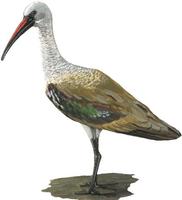 Image of: Bostrychia hagedash (Hadada ibis)