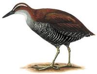 Image of: Gallirallus owstoni (Guam rail)