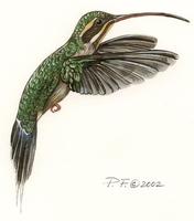 Image of: phaethornis guy (green hermit)