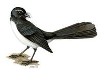 Image of: Rhipidura leucophrys (willie-wagtail)