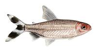 Image of: Petitella georgiae (false red nose tetra)