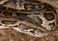 Python molurus bivittatus - Burmese Rock Python