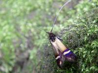 ケブカヒゲナガ Adela praepilosa