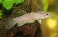 Betta ocellata