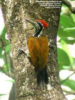 Greater Flameback - Chrysocolaptes lucidus