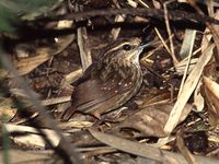 Eyebrowed Wren Babbler - Napothera epilepidota