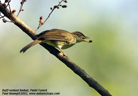 Buff-vented Bulbul - Iole olivacea