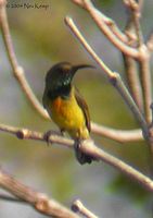 Apricot-breasted Sunbird - Cynnyris buettikoferi