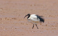 Madagascar Sacred Ibis (Threskiornis bernieri) photo