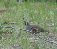 Mountain Quail - Oreortyx pictus