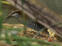 Guam Rail - Gallirallus owstoni