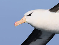 Black-browed Albatross (Thalassarche melanophris melanophris) photo
