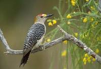 Golden-fronted Woodpecker (Melanerpes aurifrons) photo