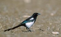 Magpie (Pica pica) photo