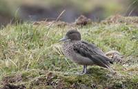 Andean Teal (Anas andium) photo