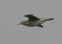 Upland Sandpiper - Bartramia longicauda